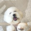 그루밍마벨 이미지