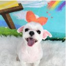 포미펫샵 이미지