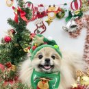 나라라펫 이미지