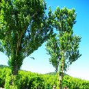 태화강국가정원 이미지