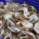 사계절꽃게 이미지