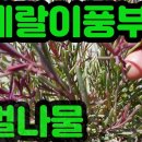 미네랄이풍부한 갯벌나물들-나문재,방석나물,해홍나물 조회수 4.1천회 3년 전 이미지