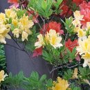 천반산길 이미지