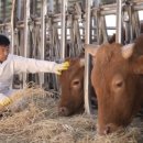 창녕한우 네이버블로그