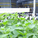 언양종합상가시장 이미지