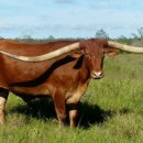 황소목장 이미지