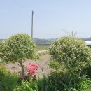 양지리 농장 이미지