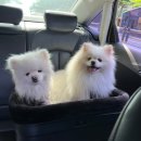 대구가축병원 이미지