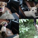 애견사랑 이미지