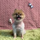 푸치베베 이미지