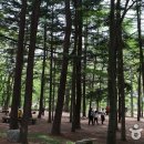 속리산 관광특구 Daum카페