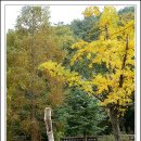 양동초등학교 이미지