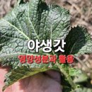 항산화 물질 풍부한 갓의 효능 10가지 이미지