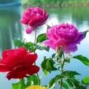 꽃들의이야기 이미지