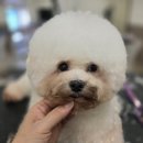 애견미용사 3급 자격증 과정 2 이미지