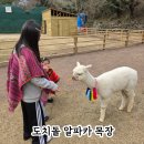 막내목장 | 제주동물원 도치돌알파카목장 제주여행 추천 아이와가볼만한곳 후기