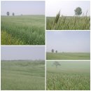 초록빛목장 이미지