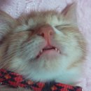 묵이네 냥이 이미지