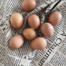 오장농장 이미지