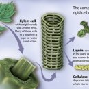 석송바이오 | 리그닌(lignin), 석탄, 석탄기
