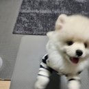 댕이샤워 이미지