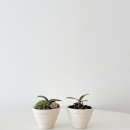 로자리안 이미지