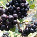 아로니아 이미지