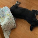 굿모닝펫미용 이미지