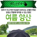 [여름양산]장마지나가고 나면 어김없이 찾아오는 강렬한 햇빛! 30년 양산 제조로 햇볕은 차단하고 시원...