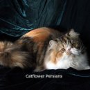 CatFlower