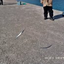 방파제낚시 이미지