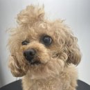 멍그라미 이미지