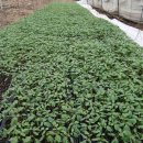 유기농대추토마토 가식 이미지