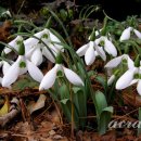 스노우드롭 이미지