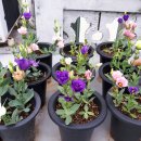 환타지아 이미지