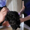 데일리 동물의료센터 이미지