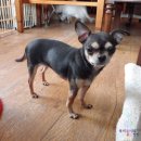 강영석동물병원 이미지