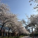 사수초등학교 | 벚꽃 보며 소주 한 잔? 🌸 공덕 벚꽃 포장마차 거리 웨이팅 &amp; 명당 꿀팁 #염리초등학교