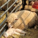 양평양떼목장 이미지