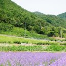 라벤더