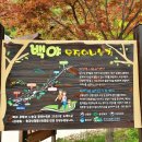 백야자연휴양림 이미지