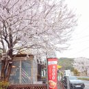 삼랑진권 투어 | 주말 벚꽃 명소 드라이브 후기(청도 운문호 십리벚꽃길, 카페농부, 밀양 삼랑진 안태호 벚꽃 개화현황...