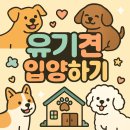 천안시 동물보호센터 동물병원 | [귀남일기] 유기견 입양하기 | 천안동물보호센터