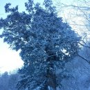 한성메디코리아 | 태백산 천재단 장군봉 주목나무 정기 받은 장성초 동창들