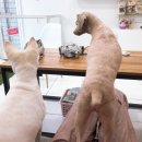 초원애견샵 이미지