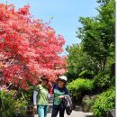 석부작박물관 이미지