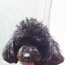 벳메딕