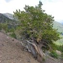 아리스타타 이미지