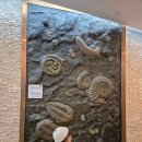 반디랜드 곤충박물관 전시실 이미지