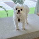 한걸음 동물병원 | 수원 망포 동물 병원 한걸음 동물 병원